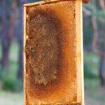 peteklitepe petek bal