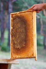 peteklitepe petek bal